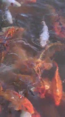 Yüzeyin altında yüzen renkli koi balıklarıyla dolu bir gölete uzanan bir el. Renkli koi balıkları durgun suda süzülerek denge ve enerjiyi yansıtır.