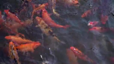 Temiz suda yüzen çeşitli koi balıklarının olduğu canlı bir sualtı sahnesi. Balıklar turuncu, beyaz ve siyah gibi çeşitli renkler sergilerler ve canlı bir su atmosferi oluştururlar..