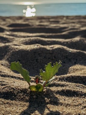 Kumlu sahil toprağında yetişen yaprakları olan küçük yeşil bir bitki. Arka planda güneş ışığı yansıyor. Sahne bir esneklik ve güzellik hissi yakalar..