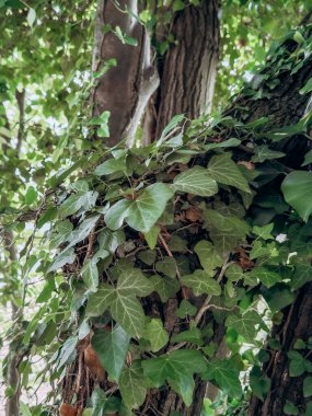 Ivy doğada bir ağaç gövdesine tırmanıyor. Sarmaşığın bir ağaç gövdesine tırmanıyor, yemyeşil yapraklar sergiliyor ve doğal bir şekilde kabuğunu dokuyor..