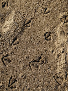 Çeşitli kuş ayak izleriyle kumlu zemine yakın çekim, kumdaki doğal desenleri ve dokuları gösteriyor..