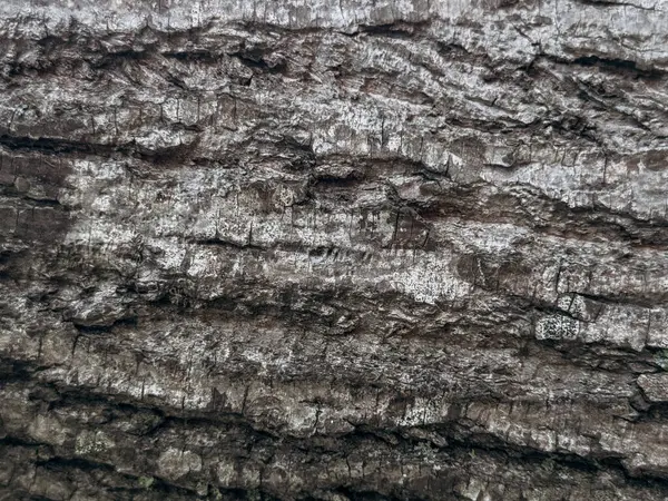 Dokulu ağaç kabuğunun yakın görüntüsü, karmaşık desenler ve doğal renkler sergiliyor. Yüzey sert ve yıpranmış görünüyor. Tahtanın organik güzelliğini vurguluyor..