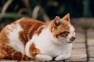 Kızıl ve beyaz bir kedinin kaldırımda huzur içinde yatışının detaylı bir yakın çekimi. Kediler dikkatli bakışlar ve yumuşak kürk ayrıntıları bir sakinlik hissi yaratır.