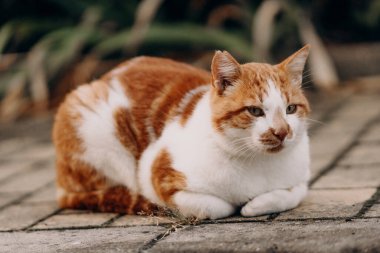 Kızıl ve beyaz bir kedi gözleri kapalı, asfalt bir yüzeyde sakin bir anın tadını çıkararak huzur içinde otururlar. Yumuşak kürkü ve sakin ifadesi saf sükuneti yansıtır.