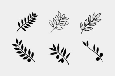 Zeytin Dalı Clipart Şık Botanik Çizimlerini Tasarım İçin Ayarladı