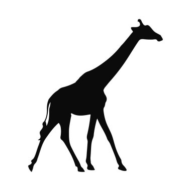 Görkemli Zürafa Silueti Afrika Vahşi Yaşam Görüntüsü