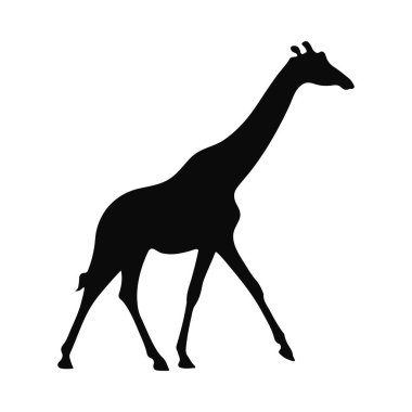 Bir Zürafanın Silueti Yürüyen Afrika Vahşi Hayatı Safari Hayvan Zarif Yaratığı Siyah ve Beyaz Vektör Grafiksel