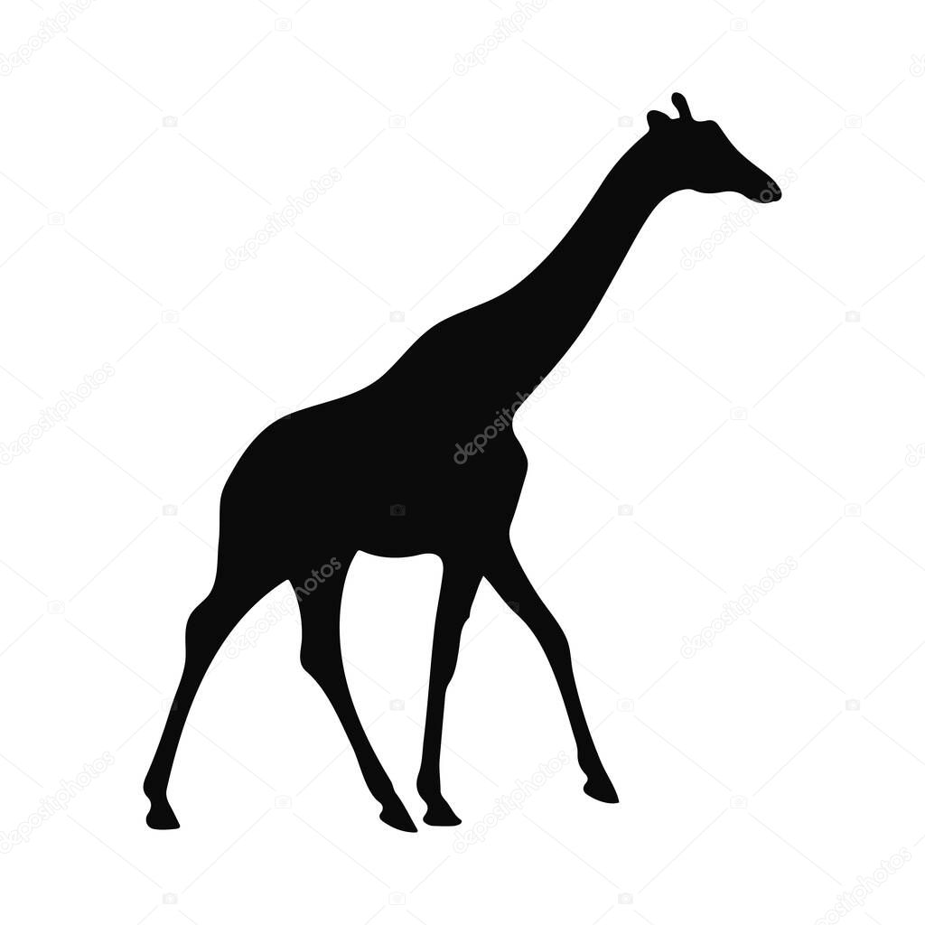 Silhouette of a Giraffe Walking African Wildlife Safari Animal Elegant Animal Silhouette Nature Image
