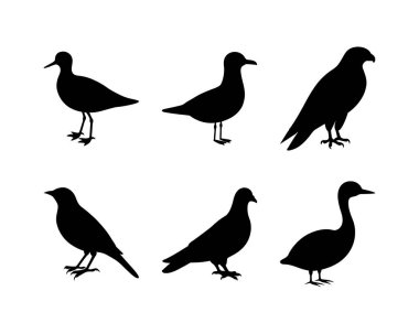 Tasarım Projeleri için Çeşitli Kuşlar Seti