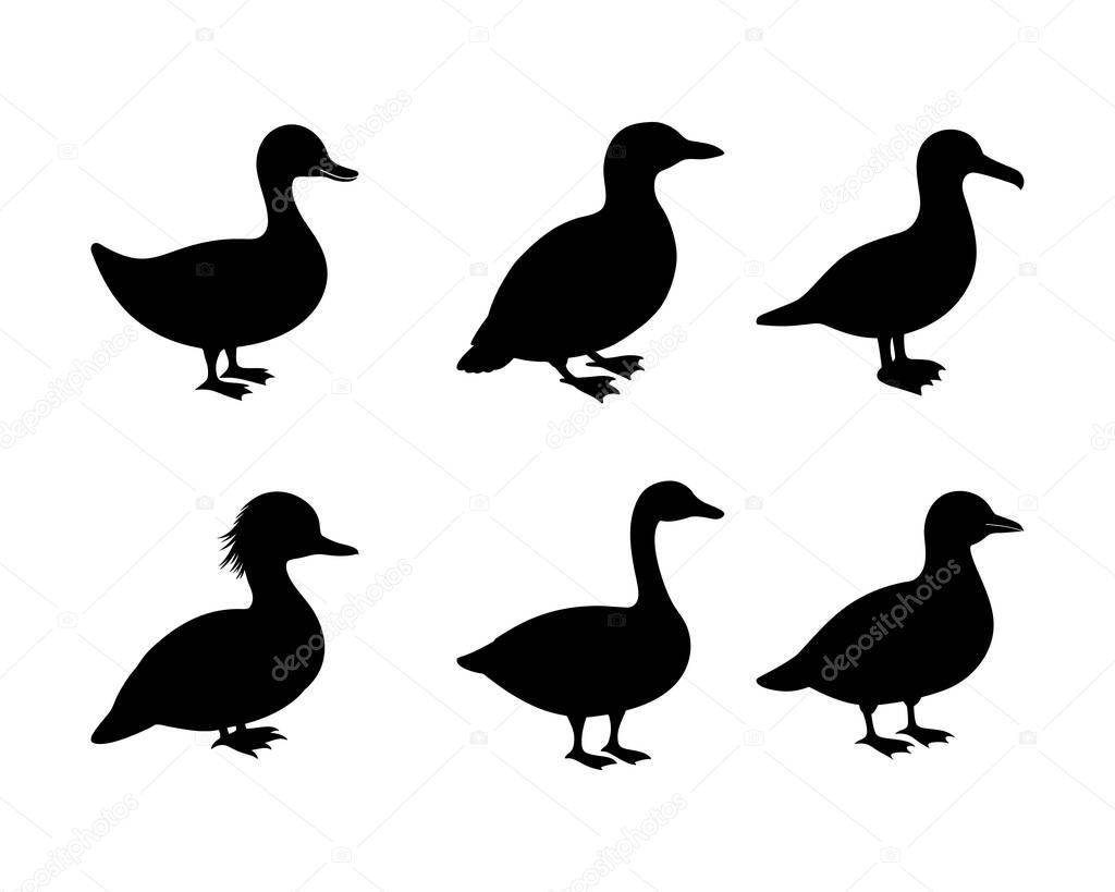 Six Silhouettes of Ducks and Geese Bird Species