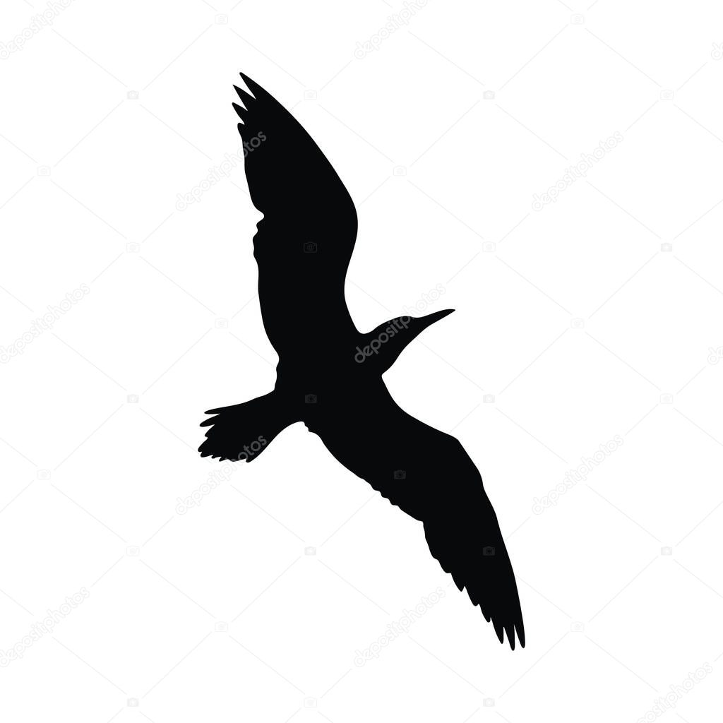 Majestic Seabird in Flight Silhouette Image for Design