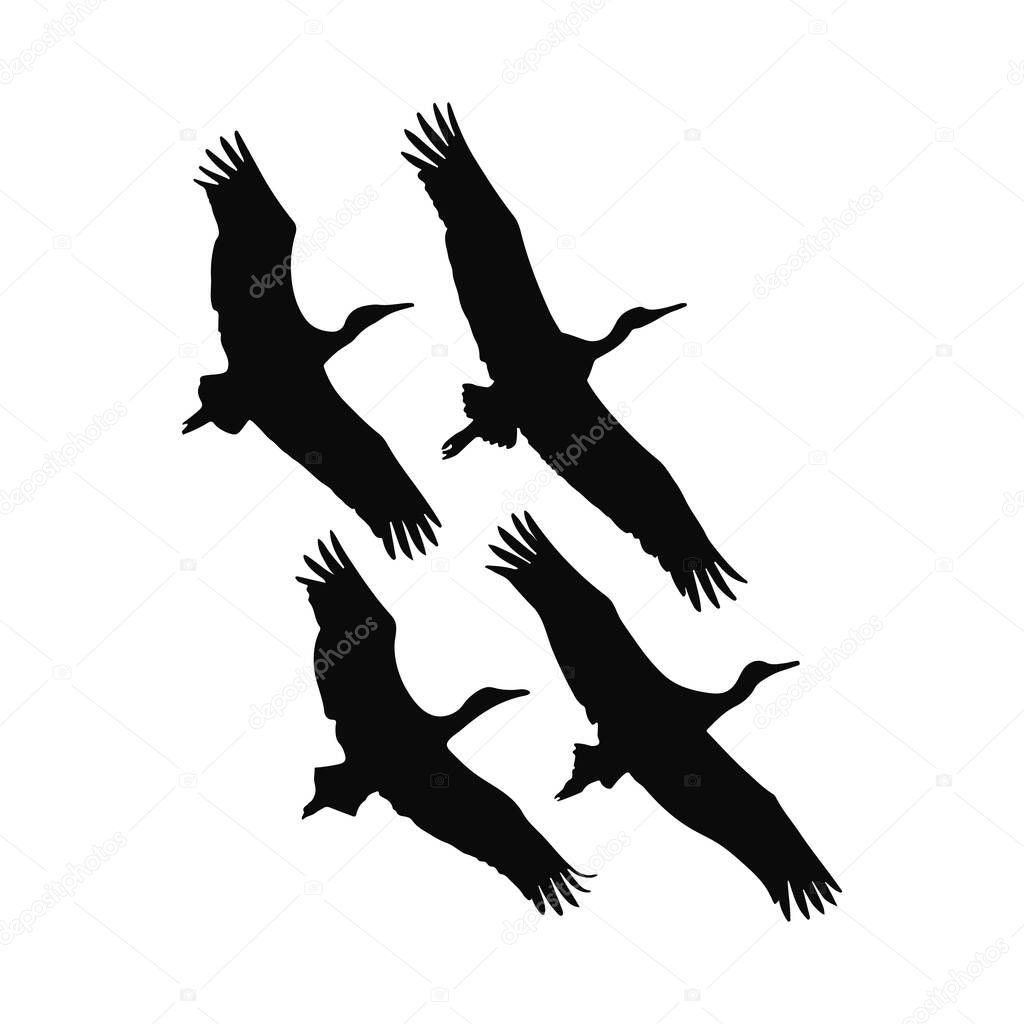 Silhouette of Four Cranes in Flight Wildlife Image