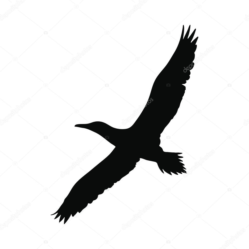 Majestic Bird in Flight Silhouette for Design Projects