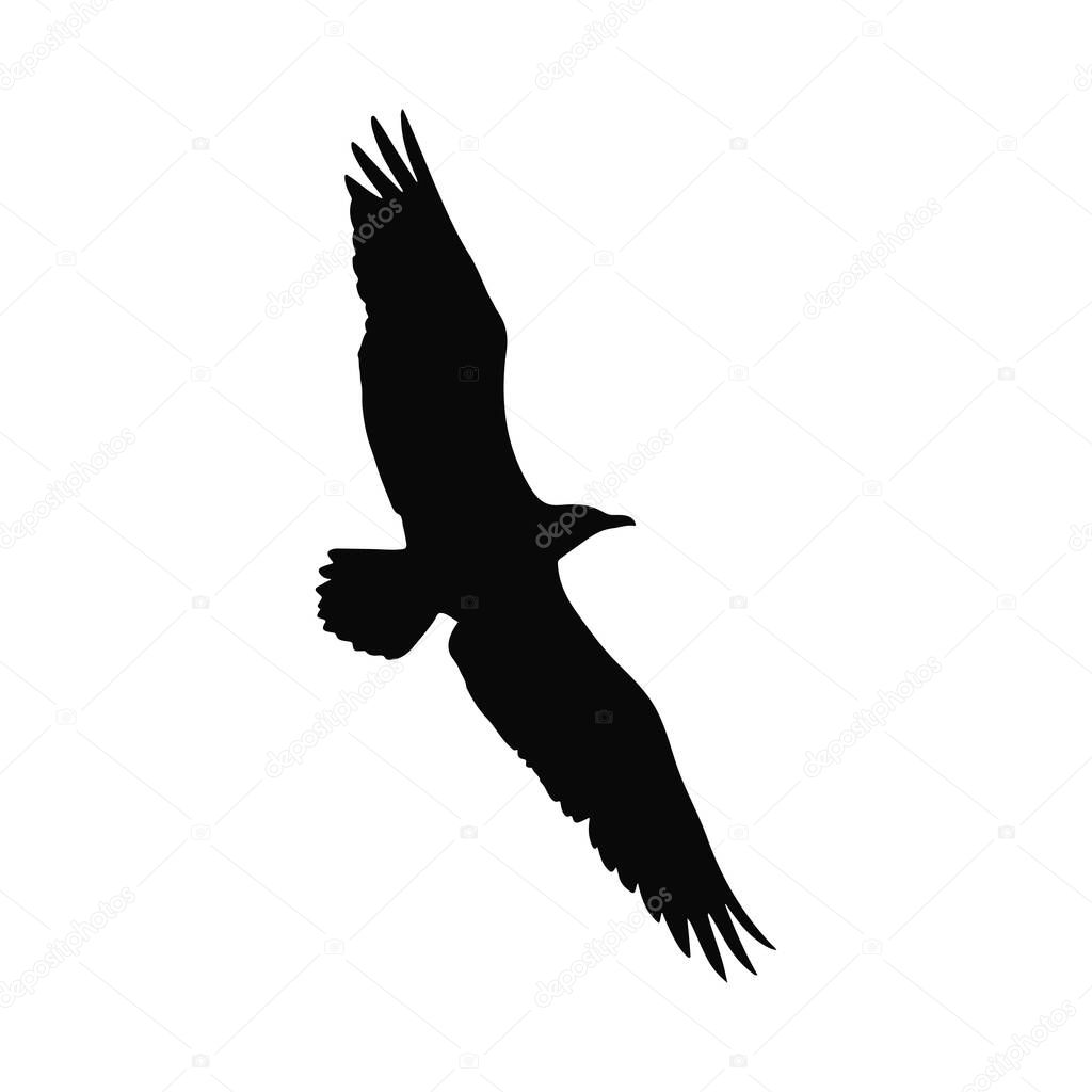 Majestic Bird of Prey in Flight Silhouette Vector Graphic