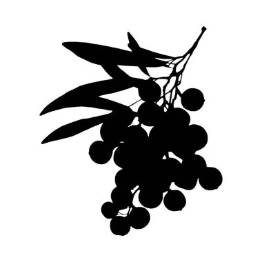 Bir dut dalının çarpıcı siyah beyaz silueti, kendine özgü bir resme sahip..