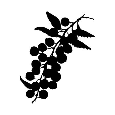 Bir böğürtlen dalının çarpıcı siyah beyaz silueti, cesur, grafik bir stil sergiliyor..