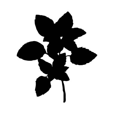 Basit, zarif bir fesleğen filizi silueti. Mutfak ya da botanik tasarımlar için mükemmel. Ayırt edici özelliği koyu siyah siluet tarzıdır..