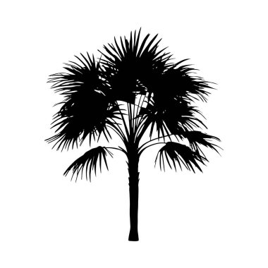 Bir palmiye ağacının çarpıcı siyah beyaz silueti, minimalist bir stil sergiliyor..
