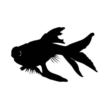 Bir Japon balığının çarpıcı siyah silueti, kendine özgü göksel gözünü ve yüzgeçlerini sergiliyor..