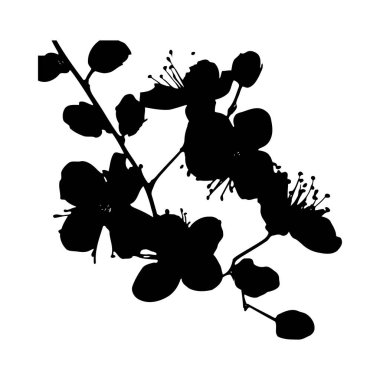 Beyaz arka planda çiçek açan bir dalın siyah silueti. Görüntü narin çiçekleri ve basit, zarif bir stili içeriyor. Kompozisyon çiçeklerle ilgili detaylara odaklanmış..