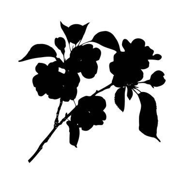 Beyaz arka planda bir elma dalının siyah silüeti. Görüntü, basit ve grafik bir şekilde hazırlanmış çeşitli çiçek, yaprak ve tomurcuklara sahiptir. Genel havası minimalist ve zarif..