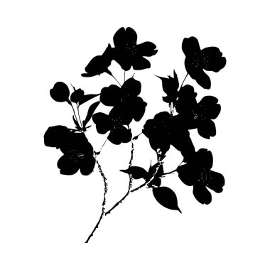 Beyaz arka planda çiçek açan bir dalın siyah silueti. Görüntü, minimalist bir tarzda ayrıntılı çiçek ve yapraklar içeriyor. Genel havası sakin ve zarif..