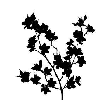 Beyaz arka planda çiçek açan bir dalın siyah silueti. Görüntü, narin ve zarif bir çiçek tasarımı oluşturan sayısız küçük çiçek ve yaprak içerir. Tarzı basit ve minimalist..