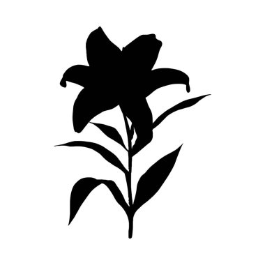 Beyaz arka planda yaprakları olan bir zambak çiçeğinin siyah silueti. Basit ve zarif bir stil. Minimalist botanik bir illüstrasyon yaratıyor..