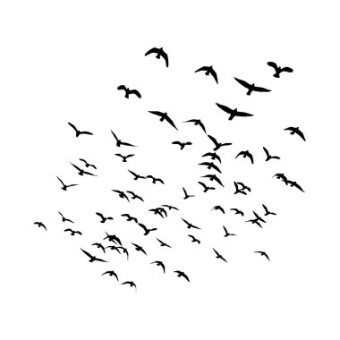 Siyah siluet içinde büyük bir kuş sürüsü beyaz arka planda çeşitli yönlere uçuyor..