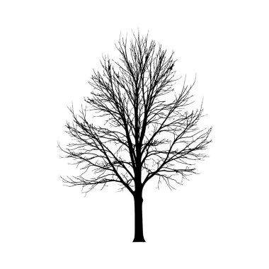 Anahtar sözcükler: beyaz anahtar kelimeler üzerinde karmaşık dalları olan çıplak bir yaprak döken ağacın siluetini göstermek: siluet, ağaç, çıplak, yaprak döken, dallar, karmaşık, kış,...