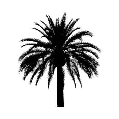 Olgun bir palmiye ağacının detaylı bir siyah silueti. Karakteristik yaprakları geniş bir alana yayılmış. Beyaz arka plana karşı duruyor..