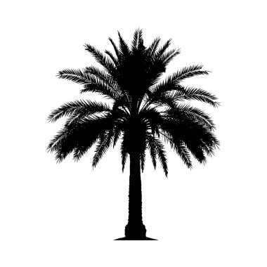 Uzun bir palmiye ağacının detaylı siyah silueti. Kendine özgü yaprakları var. Beyazlar üzerinde izole edilmiş. Net detaylar ve canlı renkler görsel cazibeyi artırır.