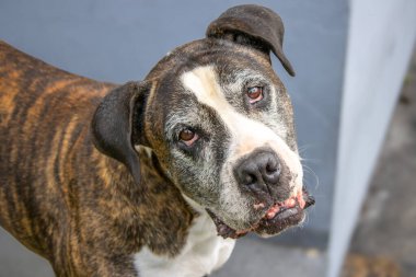 Bir Cane Corso ile bir boksörün enerjisini birleştiren melez bir köpeğin çarpıcı bir fotoğrafı. Bu eşsiz köpek, güzel, siyah, beyaz ve kahverengi bir paltoya sahiptir. Doğal ışıkla yakalanmış, etkileyici gözlerini ve sadık duruşunu sergilemektedir..