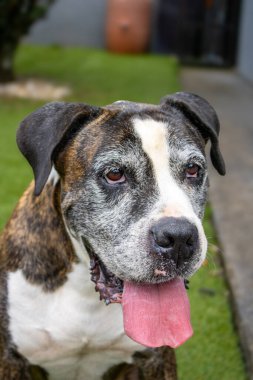 Bir Cane Corso ile bir boksörün enerjisini birleştiren melez bir köpeğin çarpıcı bir fotoğrafı. Bu eşsiz köpek, güzel, siyah, beyaz ve kahverengi bir paltoya sahiptir. Doğal ışıkla yakalanmış, etkileyici gözlerini ve sadık duruşunu sergilemektedir..