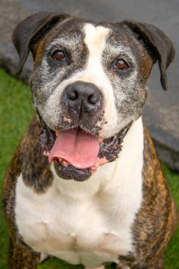 Bir Cane Corso ile bir boksörün enerjisini birleştiren melez bir köpeğin çarpıcı bir fotoğrafı. Bu eşsiz köpek, güzel, siyah, beyaz ve kahverengi bir paltoya sahiptir. Doğal ışıkla yakalanmış, etkileyici gözlerini ve sadık duruşunu sergilemektedir..
