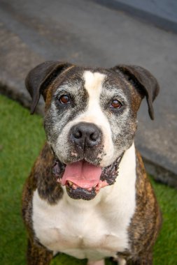 Bir Cane Corso ile bir boksörün enerjisini birleştiren melez bir köpeğin çarpıcı bir fotoğrafı. Bu eşsiz köpek, güzel, siyah, beyaz ve kahverengi bir paltoya sahiptir. Doğal ışıkla yakalanmış, etkileyici gözlerini ve sadık duruşunu sergilemektedir..