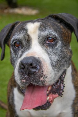 Bir Cane Corso ile bir boksörün enerjisini birleştiren melez bir köpeğin çarpıcı bir fotoğrafı. Bu eşsiz köpek, güzel, siyah, beyaz ve kahverengi bir paltoya sahiptir. Doğal ışıkla yakalanmış, etkileyici gözlerini ve sadık duruşunu sergilemektedir..