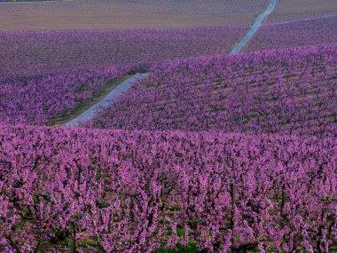 Aitona 'da bitmeyen çiçek açan şeftali ağaçları rüya gibi pembe bir manzara yaratır. Dar bir yol, baharın canlı çiçekleri arasında huzur içinde kıvrılır..