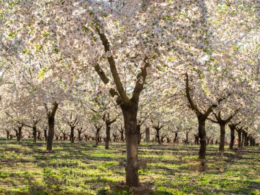 İlkbaharda Aitona 'da, narin çiçek açan badem ağaçlarından oluşan sıra sıra çiçekleri uyanan manzara boyunca yumuşak bir duvar halısı oluşturur.