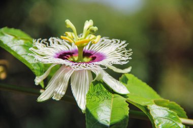 Bahçedeki güzel çiçekler