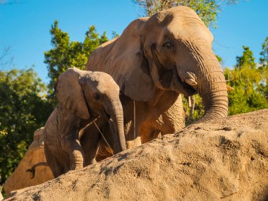 Hayvanat bahçesinde bebeğiyle büyük bir fil.