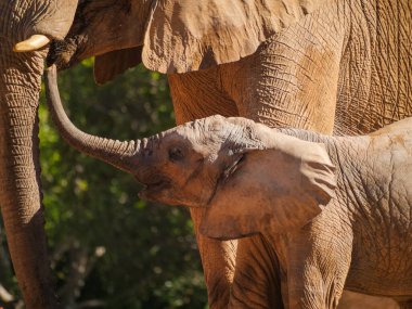 Valencia hayvanat bahçesindeki Afrika filleri 