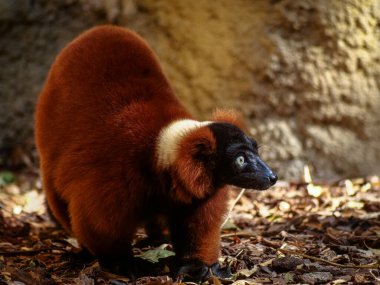 Kırmızı, paslı bir lemura yaklaş.