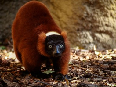 Kırmızı bir lemurun yakın plan çekimi.