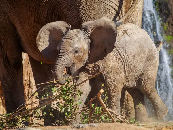 Bebek Afrika fili, Loxodonta africana