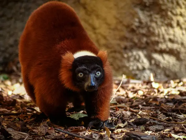 Kırmızı bir lemurun yakın plan çekimi.