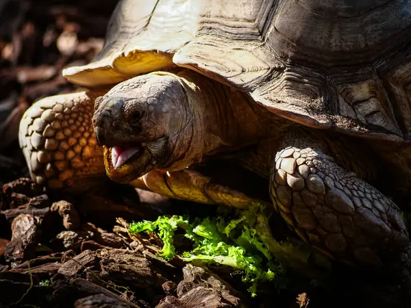 Kaplumbağa portresi..