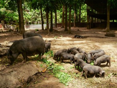 Domuzlar da dahil olmak üzere birkaç koyu renkli domuz gölgeli, ağaçlık bir alanda yiyecek arıyor.