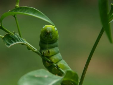 Canlı yeşil bir tırtıl ince yeşil bir gövdeye tutunur, bulanık yeşil yapraklarla çevrili.