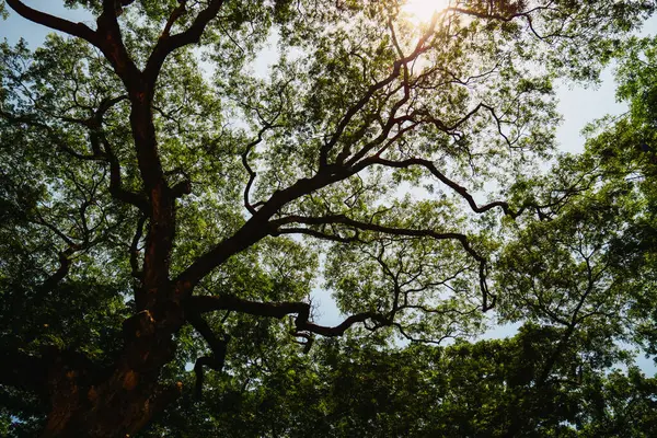 Yukarıya bakan olgun bir ağacın dalları ve yaprakları çerçeveyi doldurur. Parlak güneş ışığı gölgelikten süzülür.